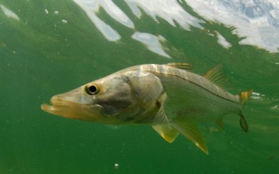 Summer Brings Gulf Coast Snook Sensation