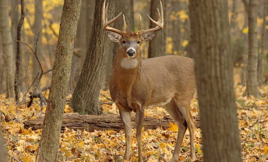 The Best Way to Put Mineral Sites Out for Deer