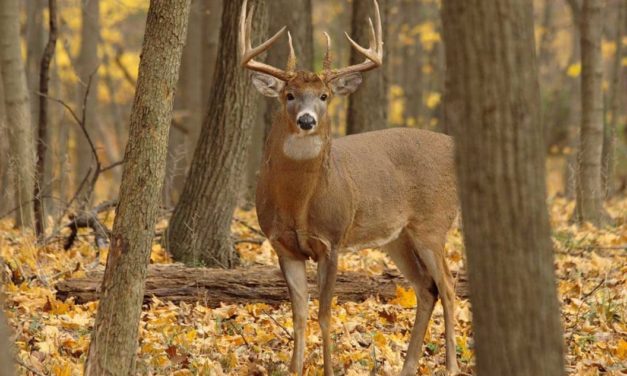 The Best Way to Put Mineral Sites Out for Deer