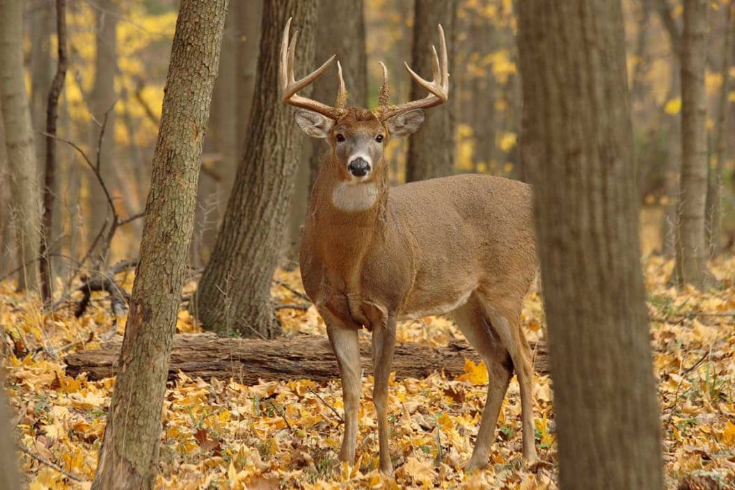 Whitetail deer stands in the autumn woods