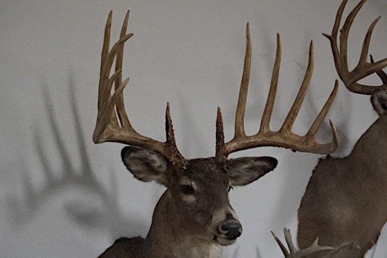 The Kansas King Buck Was Probably a World Record Typical Whitetail