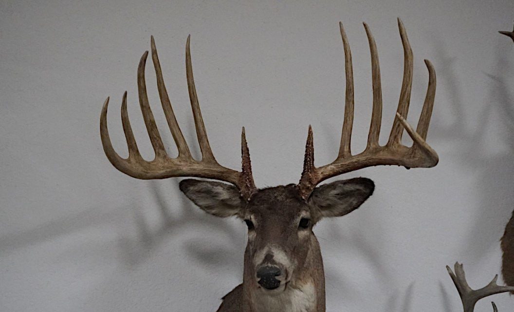 The Kansas King Buck Was Probably a World Record Typical Whitetail