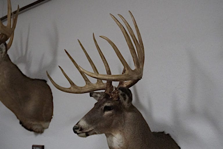 The Kansas King Buck Was Probably a World Record Typical Whitetail