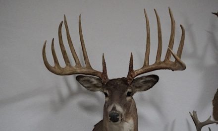 The Kansas King Buck Was Probably a World Record Typical Whitetail