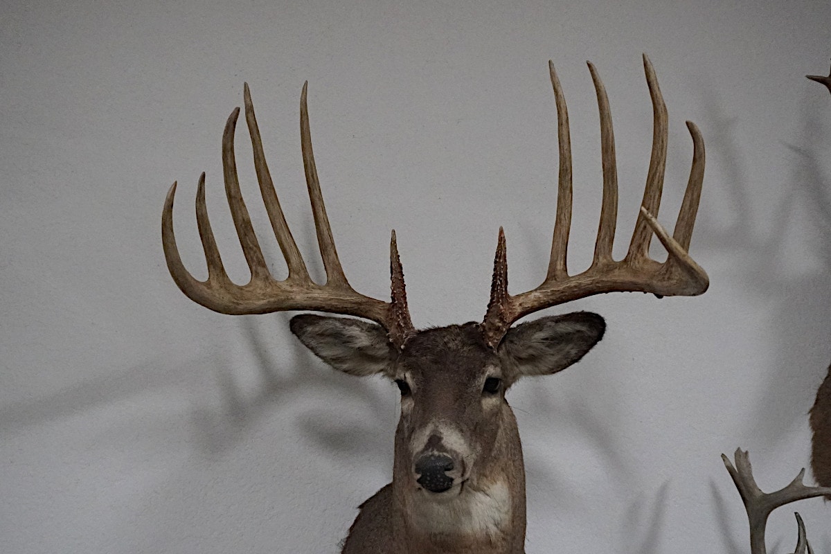 The Kansas King Buck Was Probably A World Record Typical Whitetail The Kansas King Buck Was Probably A World Record Typical Whitetail