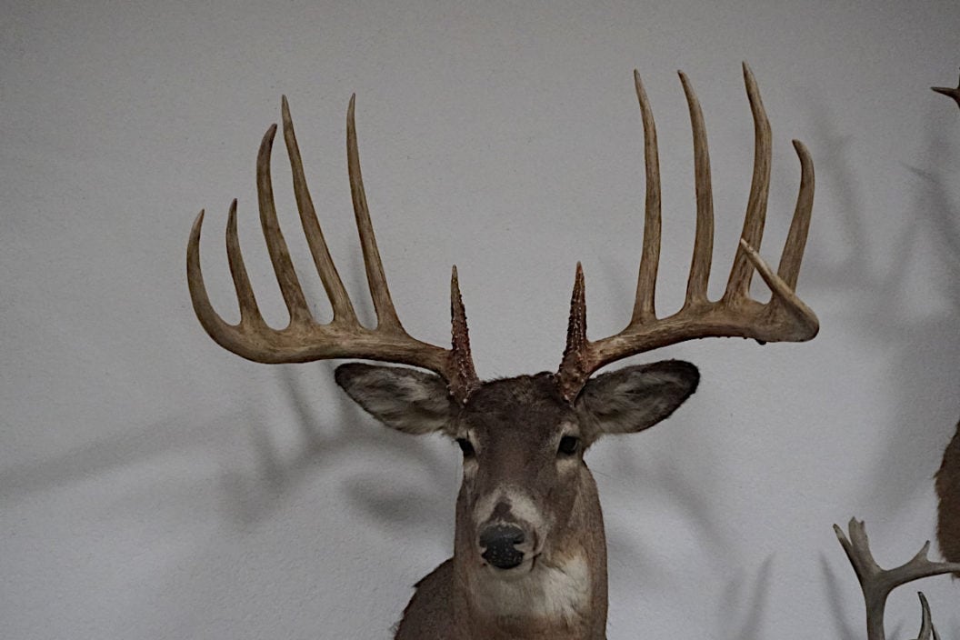 Kansas King Buck