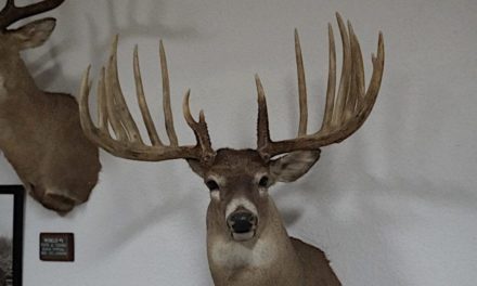 The Knife Handle Buck’s Likely World Record Antler Was Cut Up For a Hunting Blade