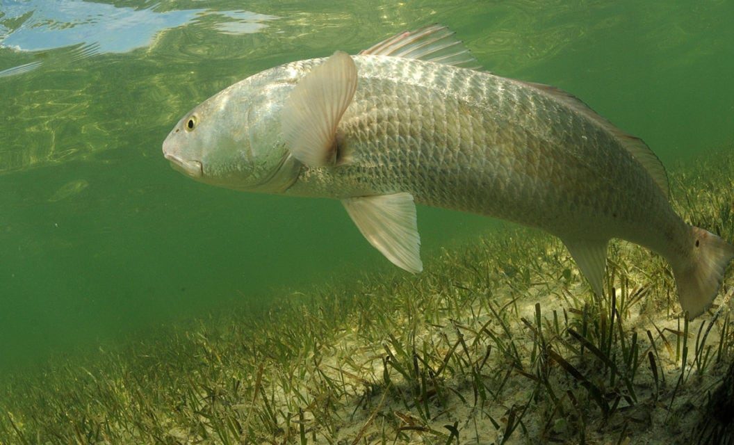 Timing the Tide for Redfish Rallies