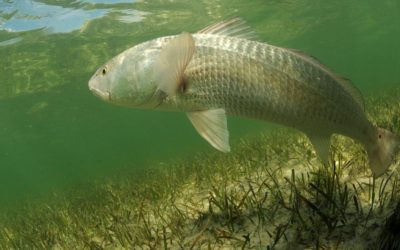 Timing the Tide for Redfish Rallies