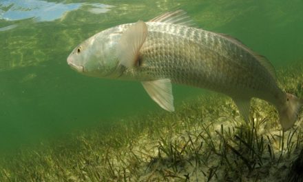 Timing the Tide for Redfish Rallies