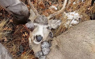 What Hunters Need to Know About Deer Warts on Whitetails