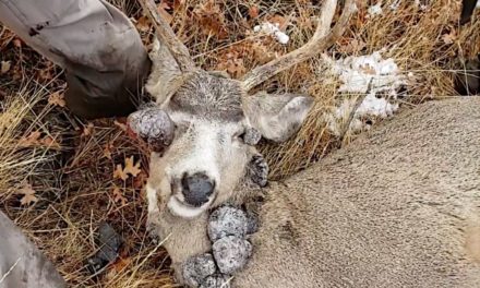 What Hunters Need to Know About Deer Warts on Whitetails