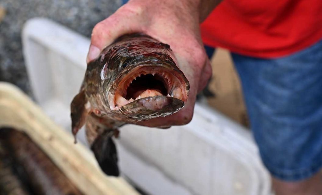 What You Need to Know About the Invasive Snakehead Fish