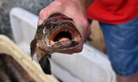 What You Need to Know About the Invasive Snakehead Fish
