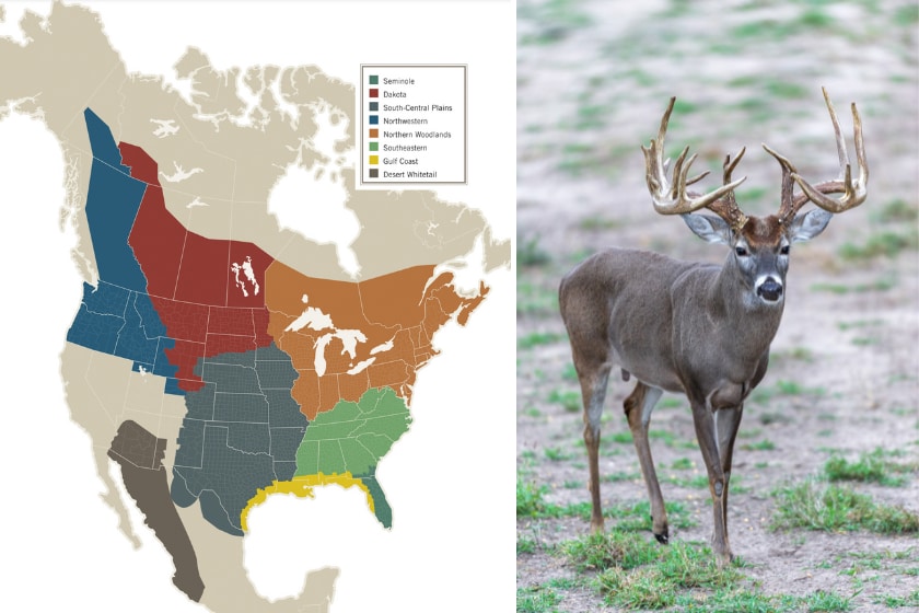 LEFT: map of whitetail subspecies by region. RIGHT: a huge whitetail deer in texas