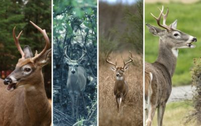 Whitetail Grand Slam: Everything to Know Before Setting Out On This Unique Achievement