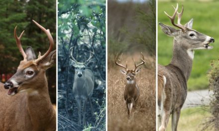 Whitetail Grand Slam: Everything to Know Before Setting Out On This Unique Achievement