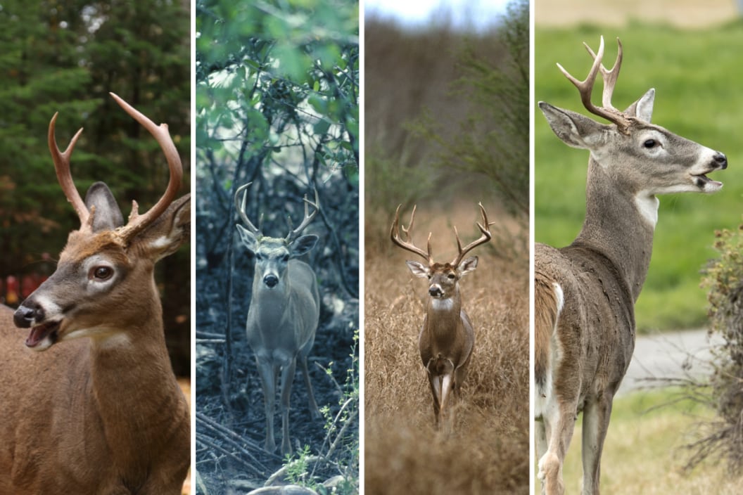 four images of different subspecies of whitetail deer