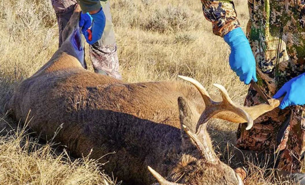 Why You Should Wear Gloves While Field Dressing a Deer