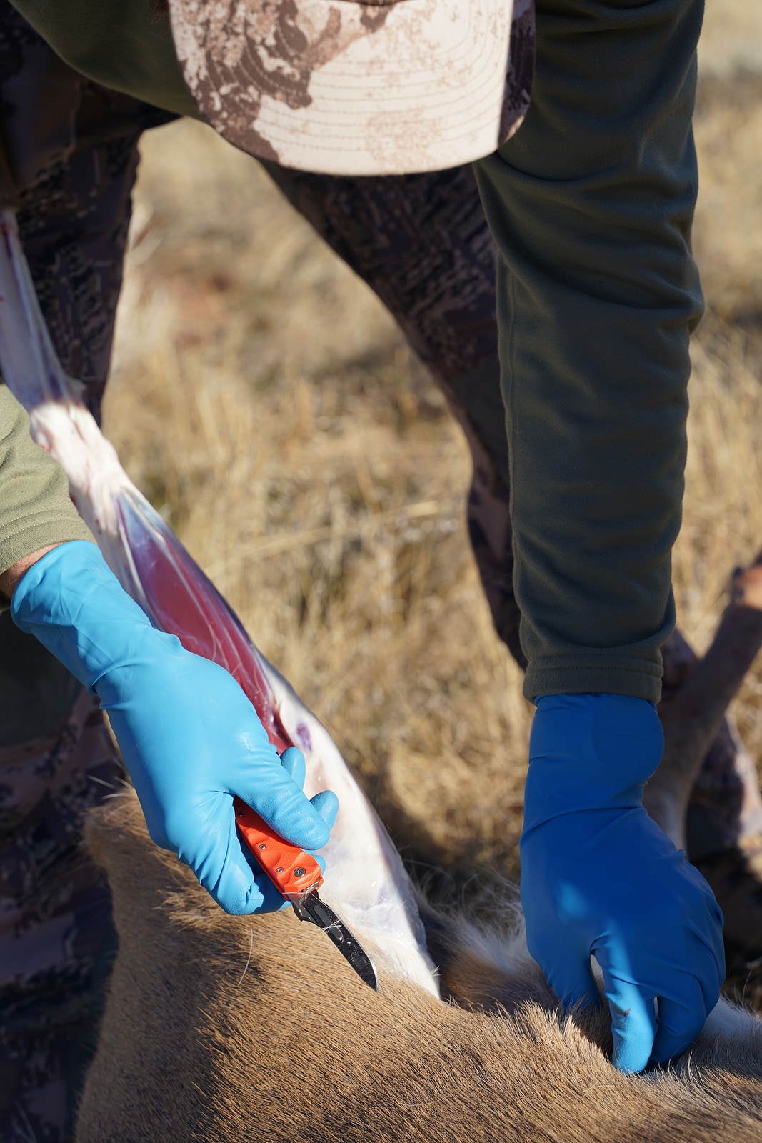 Why You Should Wear Gloves While Field Dressing a Deer Outdoor