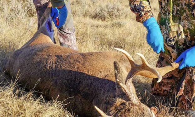 Why You Should Wear Gloves While Field Dressing a Deer