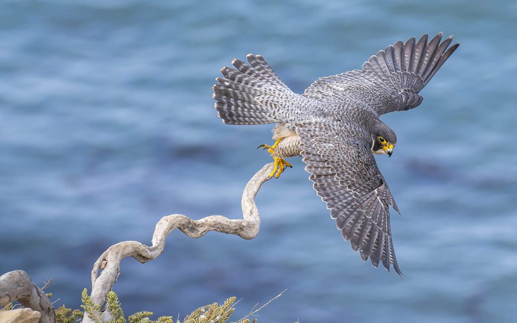 Wildlife in Motion Assignment Winner Kelly Bracken