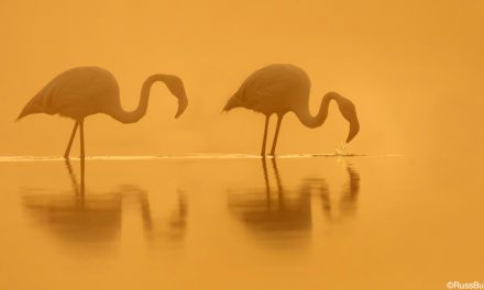 Wildlife In The Mist