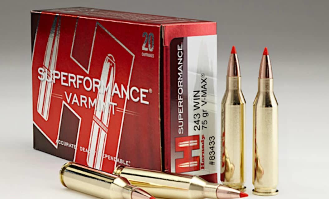 .243 Ammo: Our 10 Favorites for Varmints and Deer