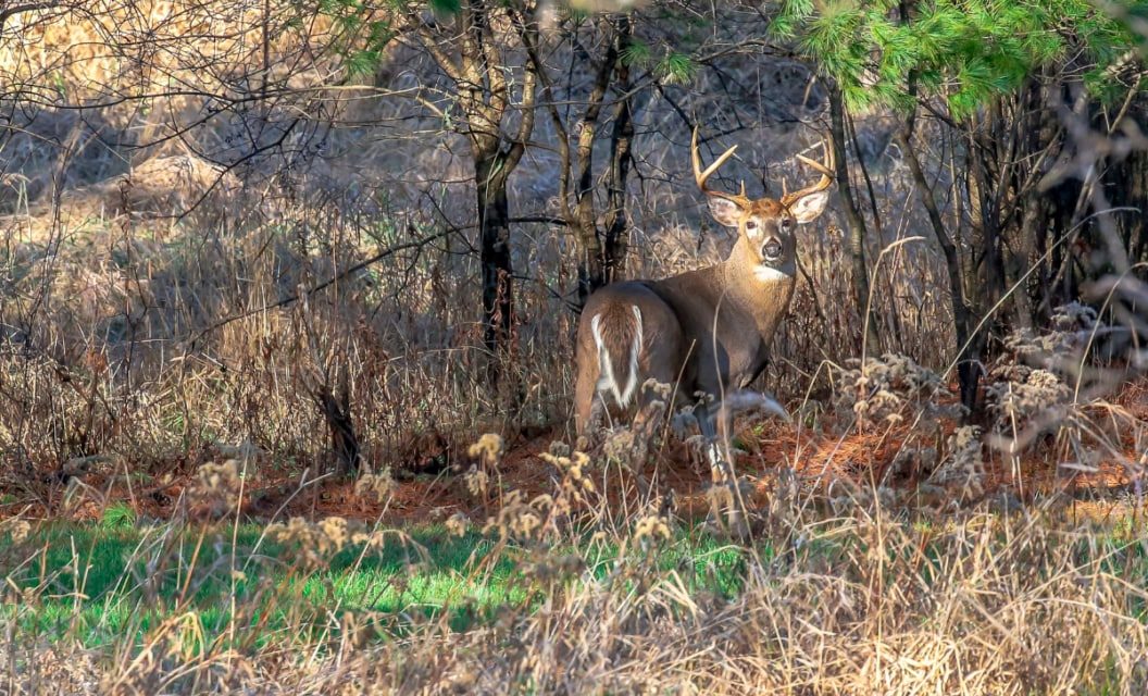 4 New Scent Control Products That Have Created Buzz Among Whitetail Hunters
