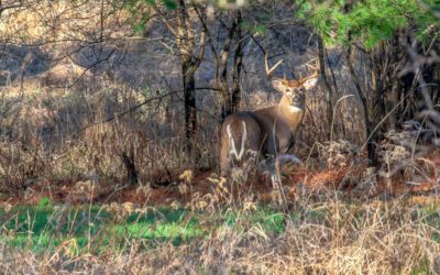 4 New Scent Control Products That Have Created Buzz Among Whitetail Hunters