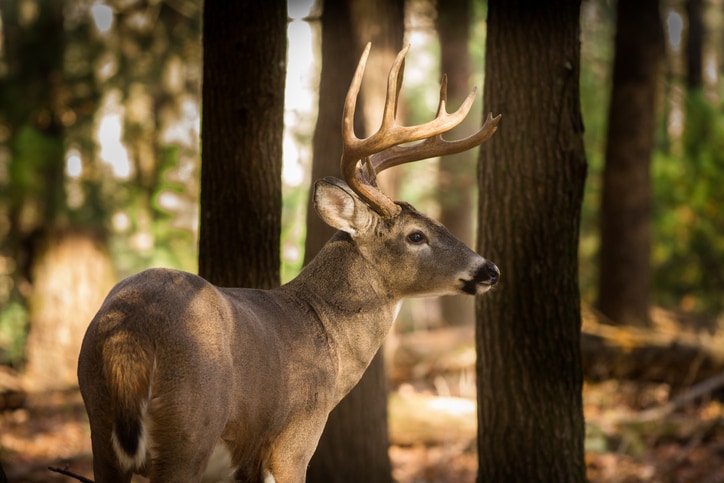 Large whitetail deer buck in woods