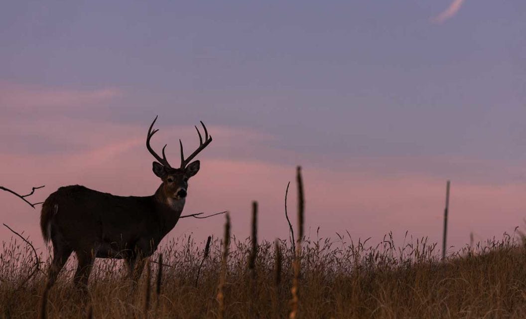5 Best Western States for Whitetail Hunting