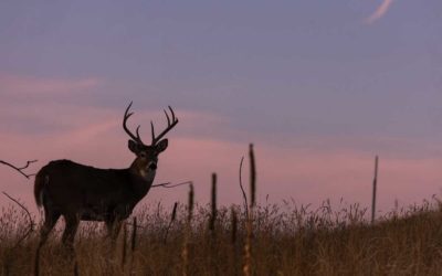 5 Best Western States for Whitetail Hunting