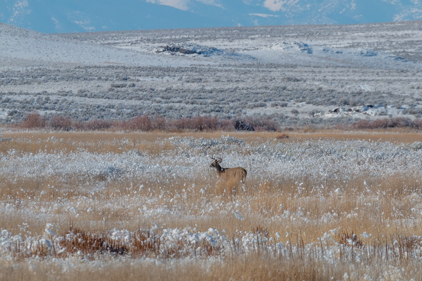 a whitetail deer buck in a snow covered Idaho winter landscape