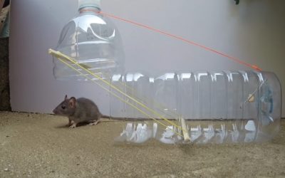 6 DIY Mouse Traps You Can Make Out of Materials in Your House