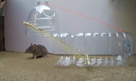 6 DIY Mouse Traps You Can Make Out of Materials in Your House