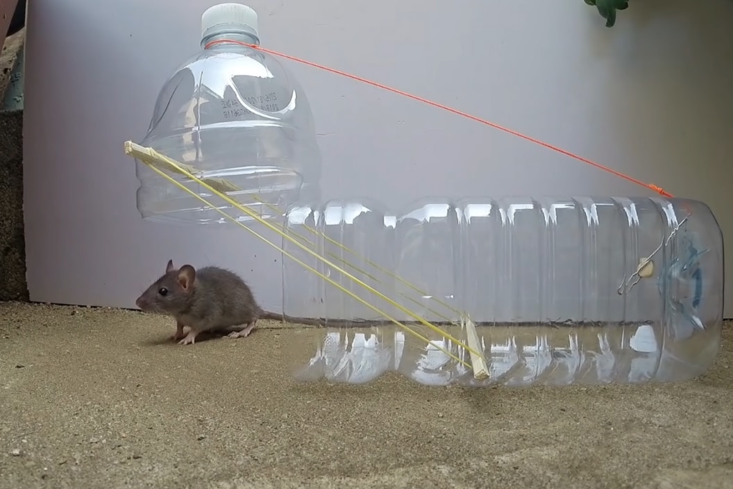 DIY mouse traps