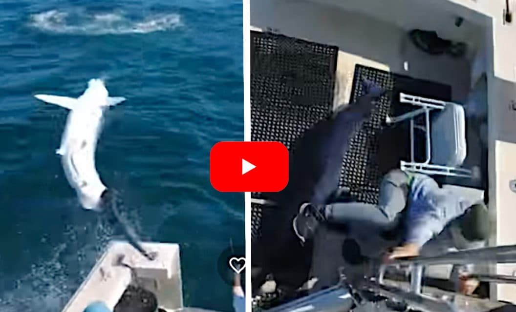 7-Foot Mako Sharks Jumps Into Boat and Almost Lands on Anglers