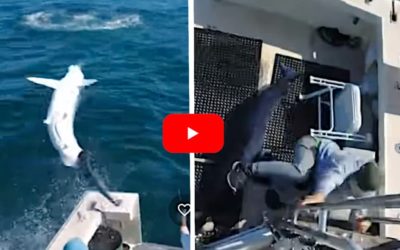 7-Foot Mako Sharks Jumps Into Boat and Almost Lands on Anglers