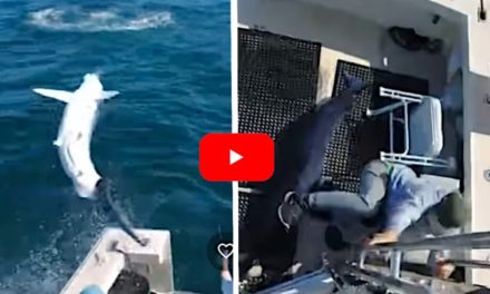 7-Foot Mako Sharks Jumps Into Boat and Almost Lands on Anglers
