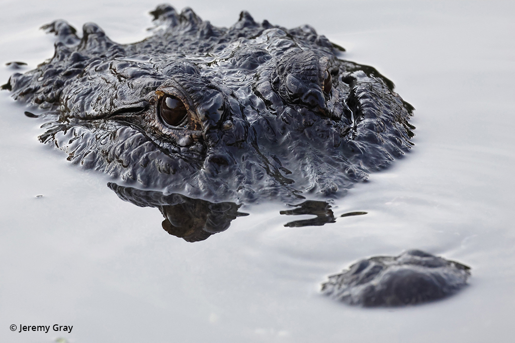 Photo of an alligator