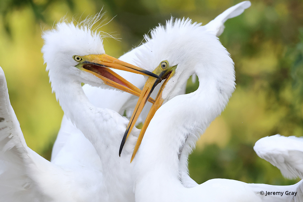 Photo of two white birds