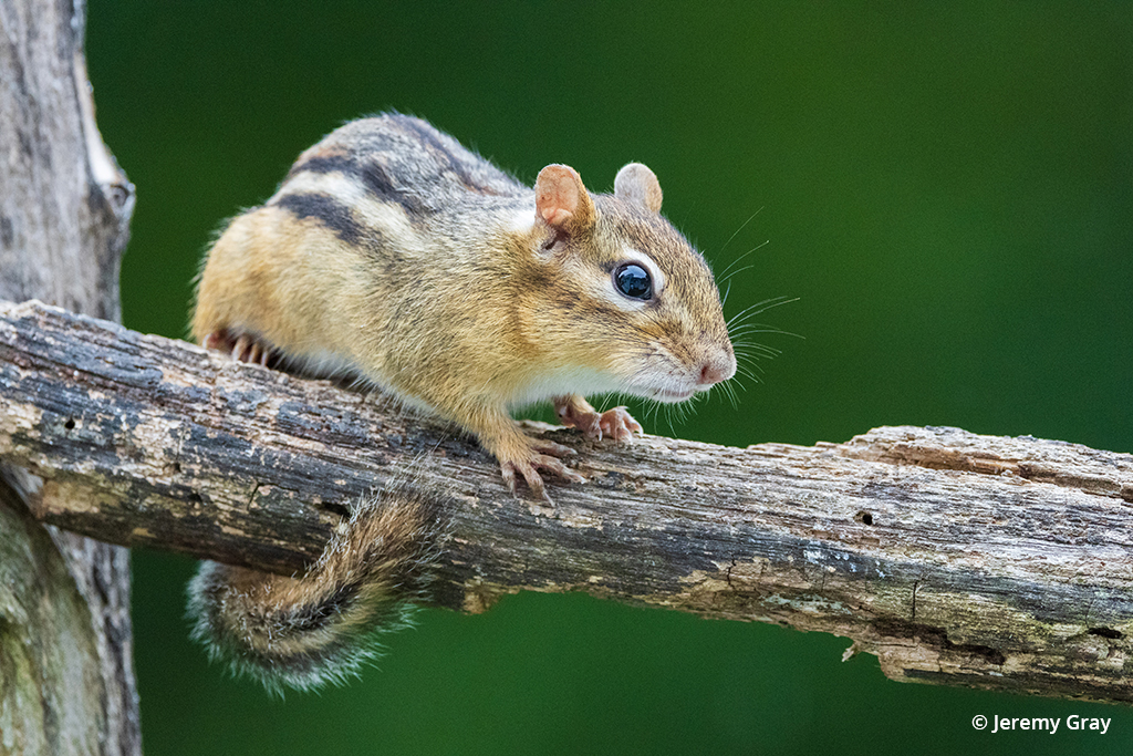 Photo of a squirrel