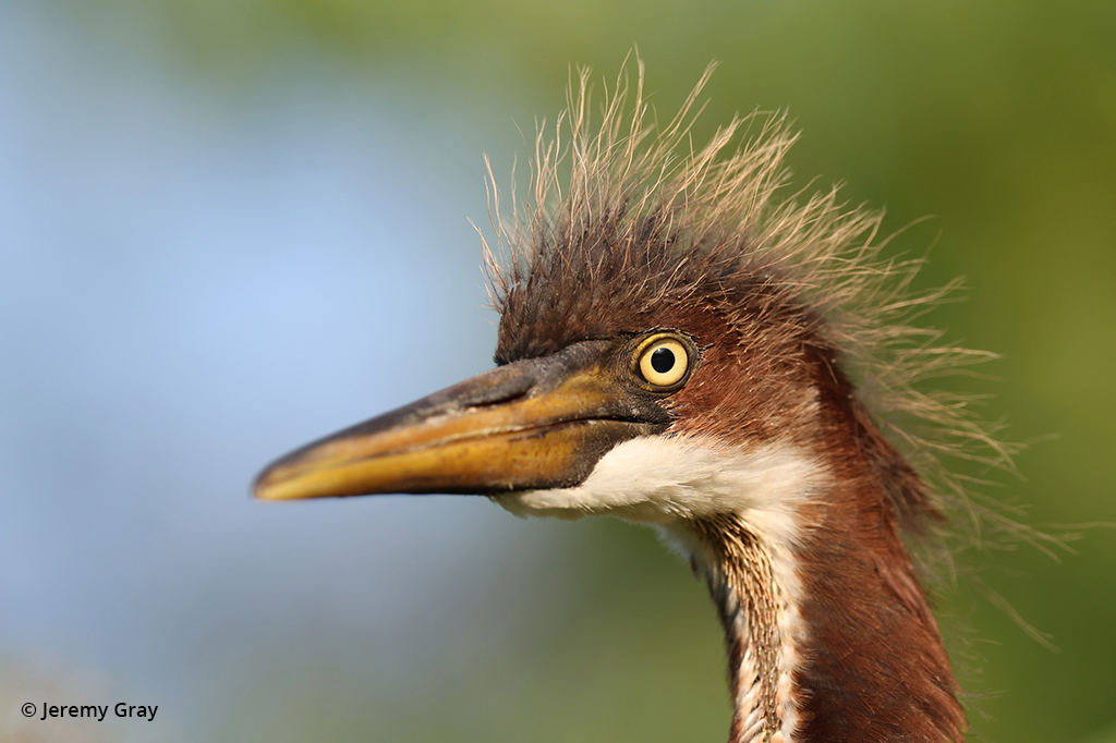 Close up photo of a bird's head