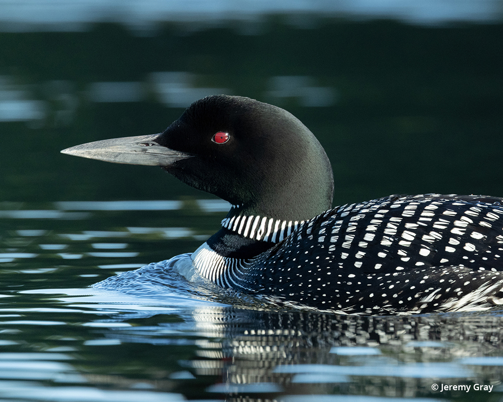 Photo of a red eyed duck