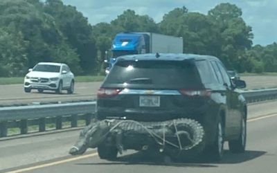 Alligator Strapped to an SUV in Florida Leads to Viral Photo