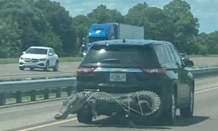 Alligator Strapped to an SUV in Florida Leads to Viral Photo