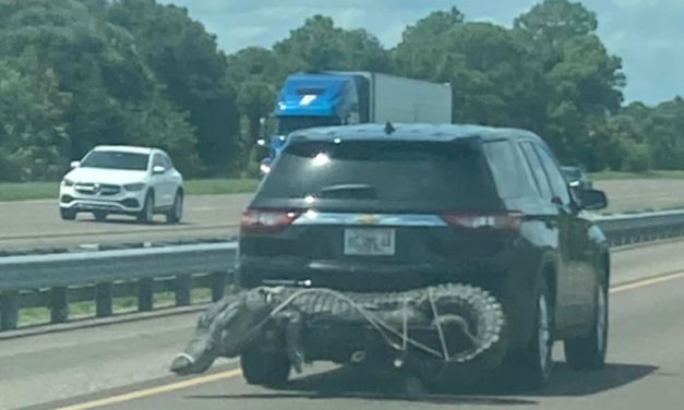 Alligator Strapped to an SUV in Florida Leads to Viral Photo