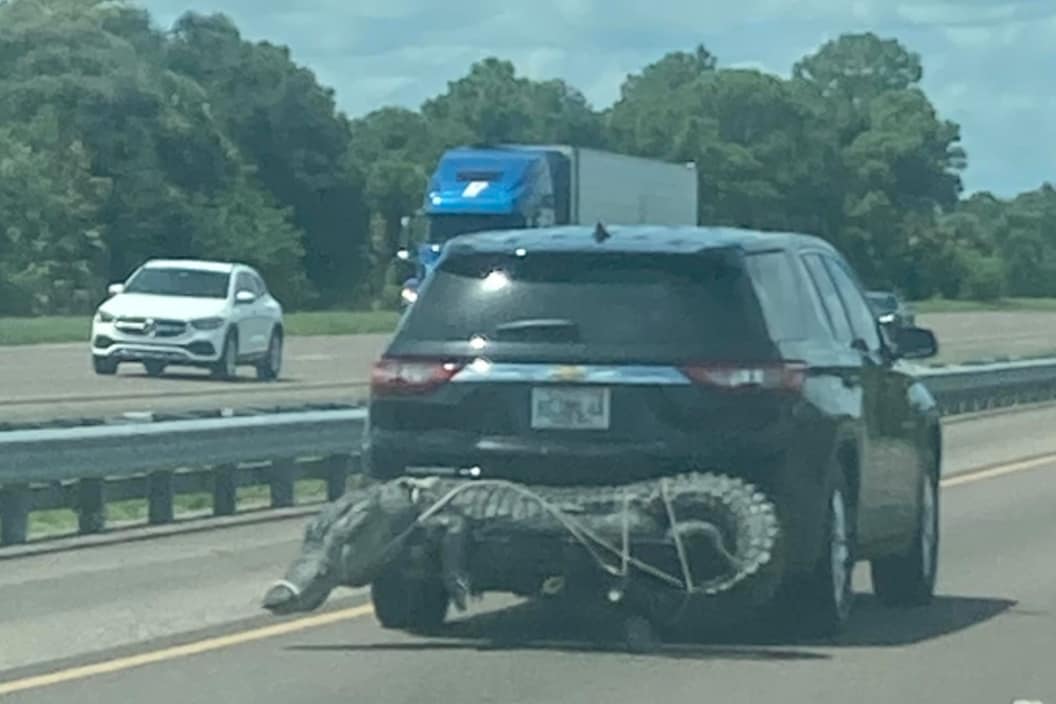 alligator strapped to the back of an SUV