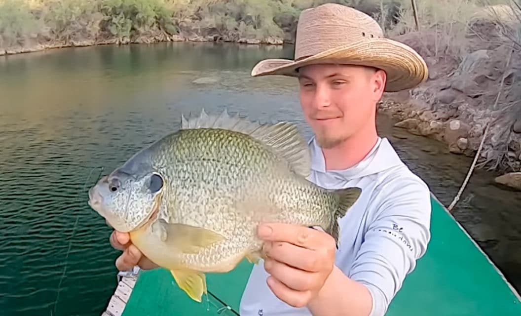 Angler Catches Unbelievably Fat Redear Sunfish From a Dock